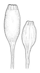 Macromitrium longipes, capsules, dry, not showing peristome.
 Image: R.C. Wagstaff © All rights reserved. Redrawn with permission from Vitt (1983). 